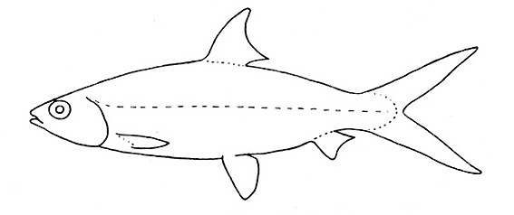 Representative of the family Chanidae (Gosline & Brock, 1960, fig. 53)